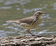 Northern Waterthrush 1304